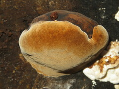 Phellinus populicola