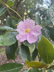 Tabebuia heterophylla
