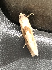 Pelochrista similiana