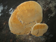 Phellinus populicola