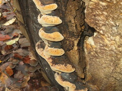 Phellinus populicola