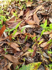 Ottochloa gracillima