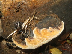 Phellinus populicola