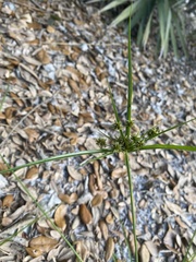 Cyperus croceus