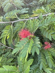 Calliandra haematocephala