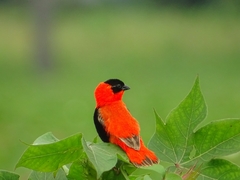 Euplectes franciscanus