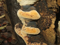 Phellinus populicola