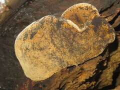 Phellinus populicola