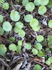 Hydrocotyle bonariensis