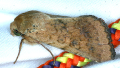 Helicoverpa punctigera