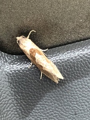 Pelochrista similiana