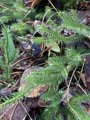 Lycopodium clavatum