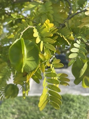 Gonopterodendron