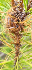 Thaumetopoea pityocampa