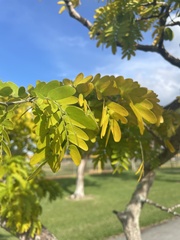 Gonopterodendron