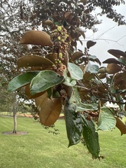 Chrysophyllum oliviforme