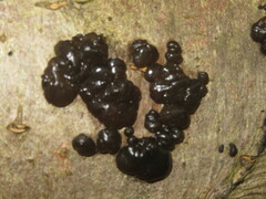 Exidia nigricans