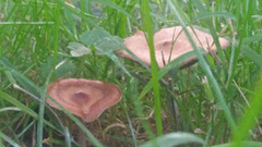 Psilocybe