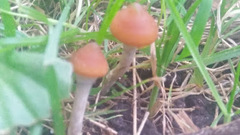 Psilocybe