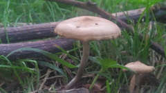 Psilocybe