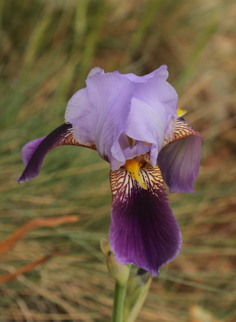 Iris junonia