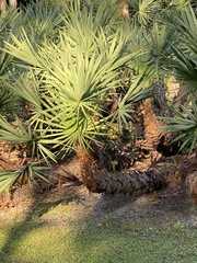 Serenoa repens