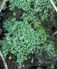 Cladonia coniocraea