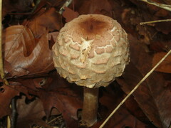 Chlorophyllum rhacodes