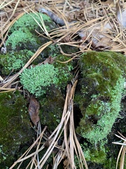 Cladonia coniocraea