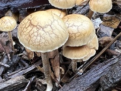 Agrocybe