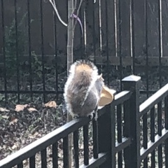 Sciurus carolinensis