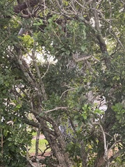 Phoradendron leucarpum