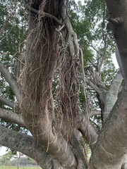 Ficus altissima