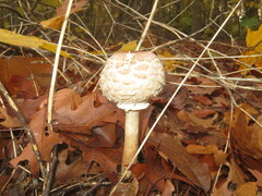 Chlorophyllum rhacodes