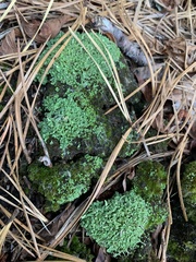 Cladonia coniocraea