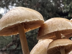 Agrocybe