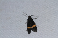 Aclytia