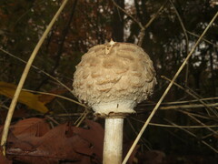 Chlorophyllum rhacodes