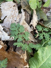 Chaerophyllum procumbens