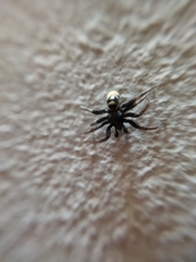 Latonigena