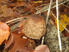 Chlorophyllum rhacodes