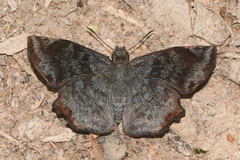 Antigonus erosus