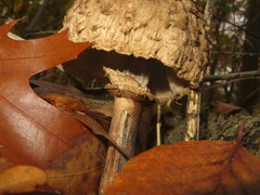 Chlorophyllum rhacodes
