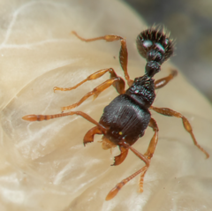 Tetramorium caespitum
