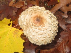 Chlorophyllum rhacodes