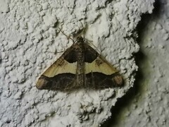 Frederickia hypaethrata