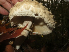 Chlorophyllum rhacodes