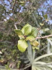 Quercus myrtifolia