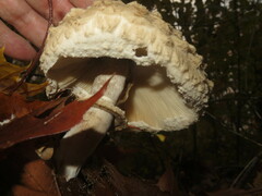 Chlorophyllum rhacodes