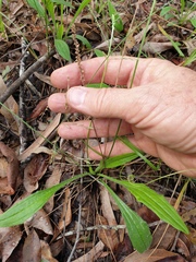 Plantago debilis